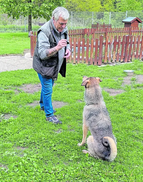 Auf die wichtigsten Kommandos reagiert Lupin  | Foto: Tierheim