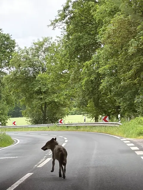 Ein Wolf läuft am frühen Morgen im Bereich Tötensen auf der Fahrbahn. Nach Angaben der Jägerschaft Landkreis Harburg könnte es sich um einen jungen Wolf auf Reviersuche handeln | Foto: Iwona Berghof