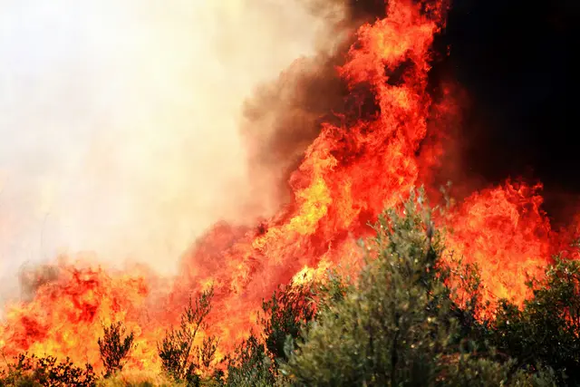 Waldbrände können enorme Schäden anrichten | Foto: Yavuz Solgun