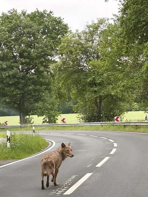 Der Wolf blickt sich auf der Straße noch einmal um, bevor er seinen Weg fortsetzt. Solche Sichtungen sind laut Experten zu dieser Jahreszeit nicht ungewöhnlich | Foto: Iwona Berghof