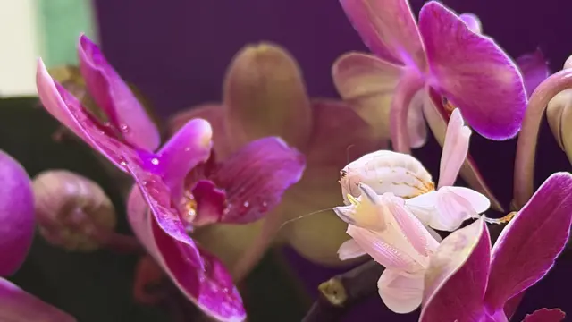 (Orchideenmantis zwischen rosa Orchideenblüten)
Meisterin der Tarnung: Die Orchideenmantis verschmilzt perfekt mit den Blüten um sie herum | Foto: tml