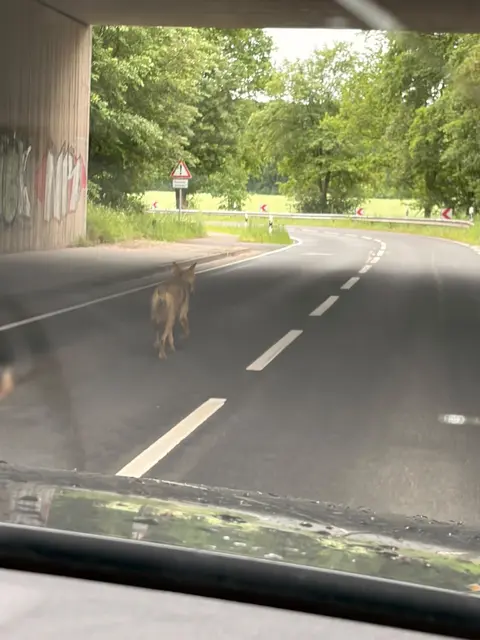 Der in Tötensen gefilmte Wolf wurde von einer Autofahrerin dokumentiert. Die Aufnahmen wurden über Wolfsmonitoring.com für die Medien freigegeben | Foto: Iwona Berghof