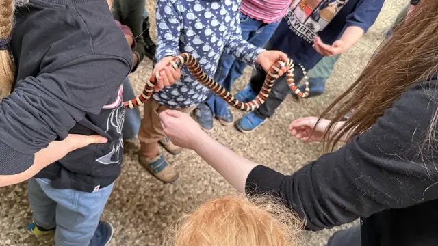 Von Hand zu Hand: Eine Schlange macht die Runde – und die Kinder sind begeistert | Foto: tml