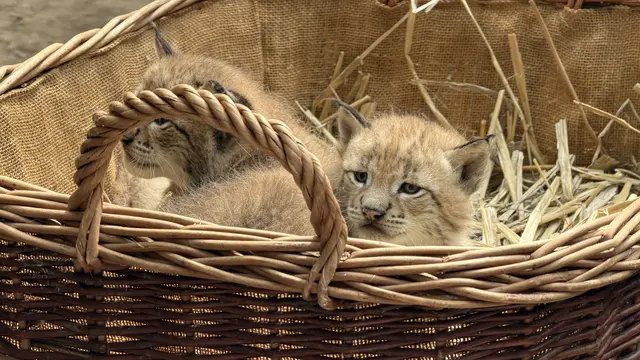Ein echtes Highlight für alle Besucher die zufällig im Tierpark waren - die Erstuntersuchung der Luchsbabies | Foto: tml