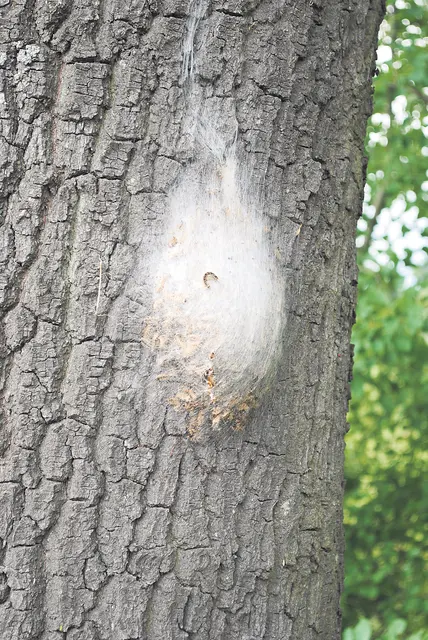 Die Behandlung gegen den Eichenprozessionsspinner umfasst in Winsen rund 1.800 städtische Bäume | Foto: thl
