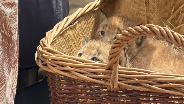 Was passiert als nächstes? Aufgeweckt schauen die Drei aus dem Körbchen | Foto: tml