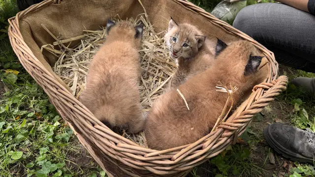 Drei gesunde Luchs Mädchen - eine große Freude für den  Wildpark Schwarze Berge | Foto: tml