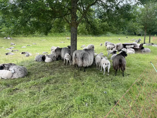 Eine Schafsherde im Regenrückhaltebecken in Emmelndorf | Foto: sra