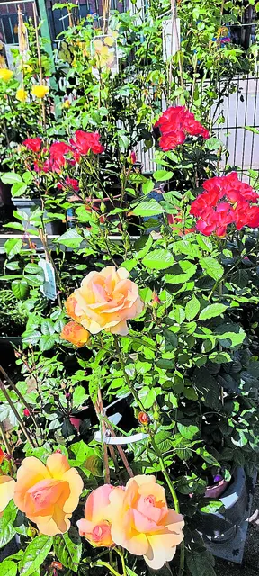 In der Gärtnerei Weese finden die Besucher eine Fülle an Rosen | Foto: Weese