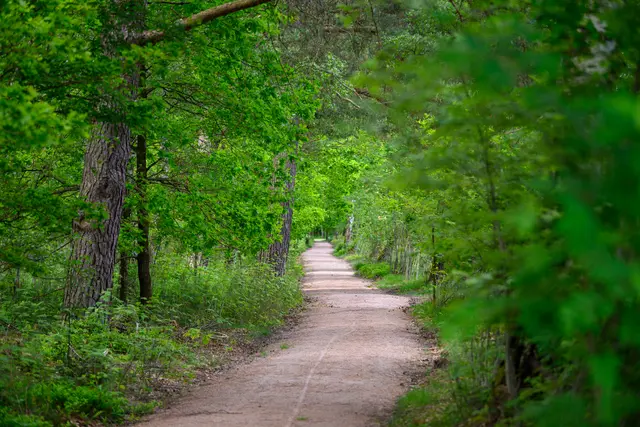 Die neu ausgewiesene Wanderroute "Heidberg-Weg" in Undeloh  | Foto: Dennis Karjetta