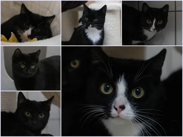 Sarabi (Mitte) und ihre fünf Kitten | Foto: Tierheim Buchholz
