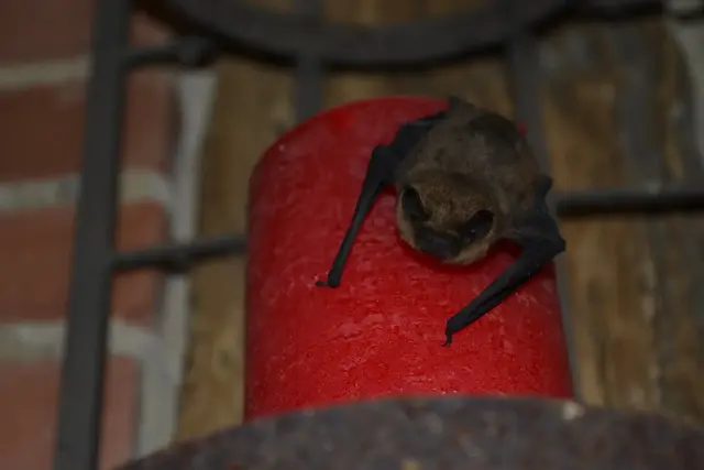 Fledermäuse wie diese Zwergfledermaus fühlen sich in Ochtmannsbruch wohl. Gemäß einem Gutachten besteht wegen der hohen Flugaktivität der Tiere ein hohes Kollisionsrisiko bei beiden Windenergieanlagen | Foto: bim