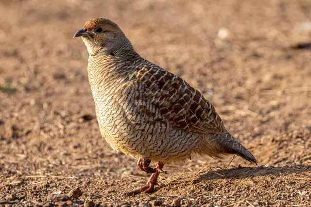 Das Rebhuhn ist der Vogel 2026 | Foto: Regan Dsouza