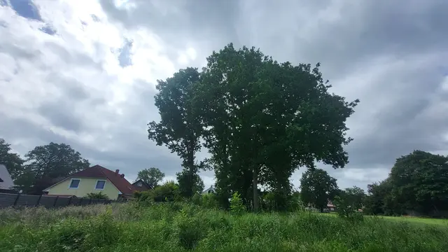 Diese Bäume sollen gefällt werden, damit auf dem Grundstück gebaut werden kann
