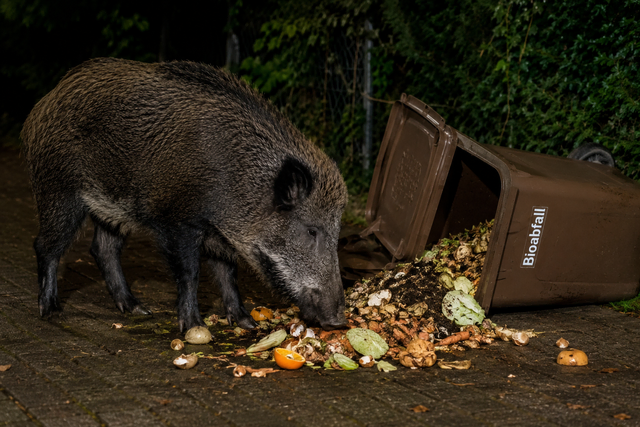 Symbolfoto: Biomüll ist eine leicht erreichbare Nahrungsquelle für das Wildschwein | Foto: KI-generiert
