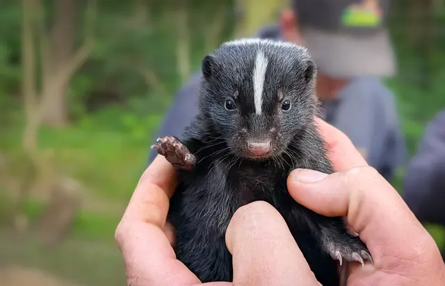 8 kleine Stinktier-Minis halten Mana und Papa auf Trab im Wildpark Schwarze Berge | Foto: Wildpark Schwarze Berge