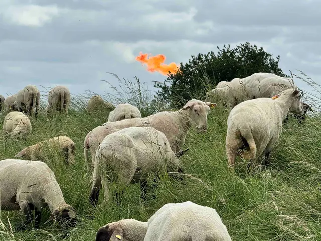 Auch die Schafe dürften sich gewundert haben | Foto: Andre Hellwig