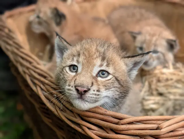 Luchsmädchen verzaubern auf der Junge Wilde Tour die Besucher  im Wildpark Schwarze Berge | Foto: Wildpark Schwarze Berge