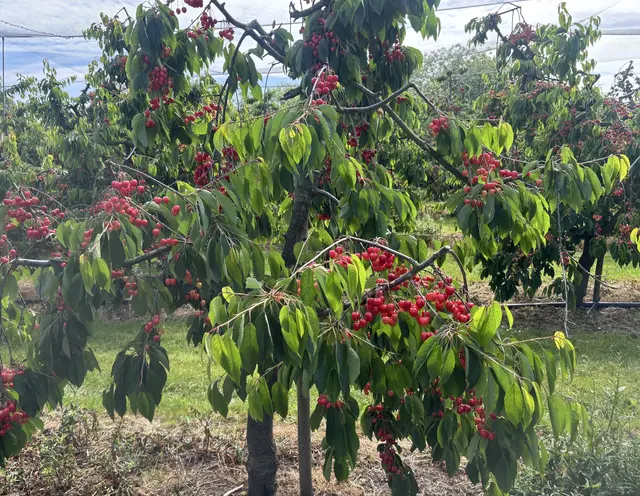Typisches Frühsommerbild im Alten Land: reife Kirschen an vollen Bäumen und Vorfreude auf die Ernte | Foto: sts