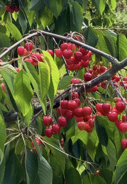 Frische Kirschen aus der Region | Foto: sts