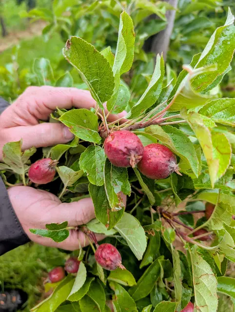 Diese Früchte sind für den Handel nicht mehr zu verwenden | Foto: jd