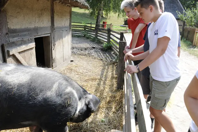 Junge Leute besuchen die Bentheimer Schweine beim Sommerspaß 7.7.-9.8. im Freilichtmuseum am Kiekeberg | Foto: FLMK