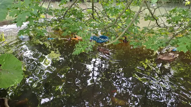 Einige der Abfälle sammelten sich in Bäumen am Wasser | Foto: Jana Grizmann