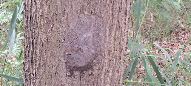 Ein Nest des Eichenprozessionsspinners | Foto:  Gemeinde Seevetal