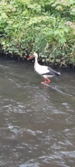 Ein Storch kühlt sich die Füße bei der Nahrungssuche in der Luhe
 | Foto: Tabea Siebenbrodt