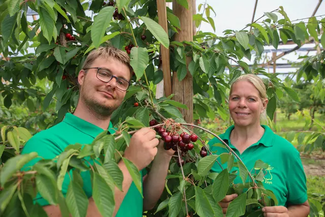 Vanessa Zeyn und Mitarbeiter Mirco Hotau freuen sich über die laufende Kirschernte | Foto: ks