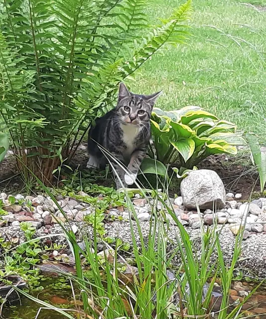 Kater Kalle aus Fleestedt , wie er versucht sich vor den Temperaturen zu retten
 | Foto: Andrea Kriese