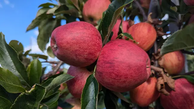 Die richtige Baumpflege sichert reiche Ernte | Foto: Jan Filter