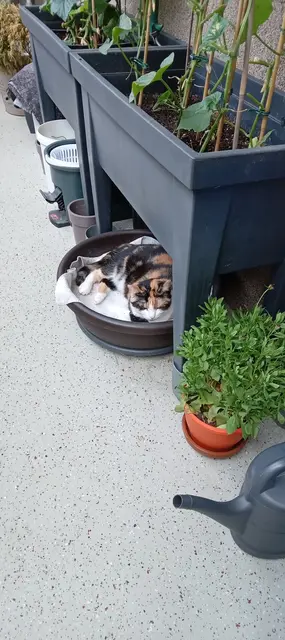 Katzendame Lilly aus Buchholz sucht auf dem Balkon Abkühlung u.Schatten auf einer gekühlten Decke
 | Foto: Sabine Sies