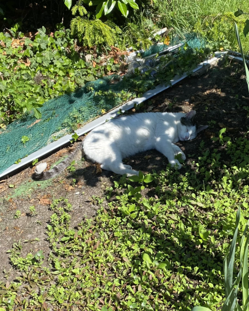 Kiko kann die Sonne nichts anhaben, falls es doch mal zu viel wird, gibt es ja noch das Beet | Foto: L. Witt