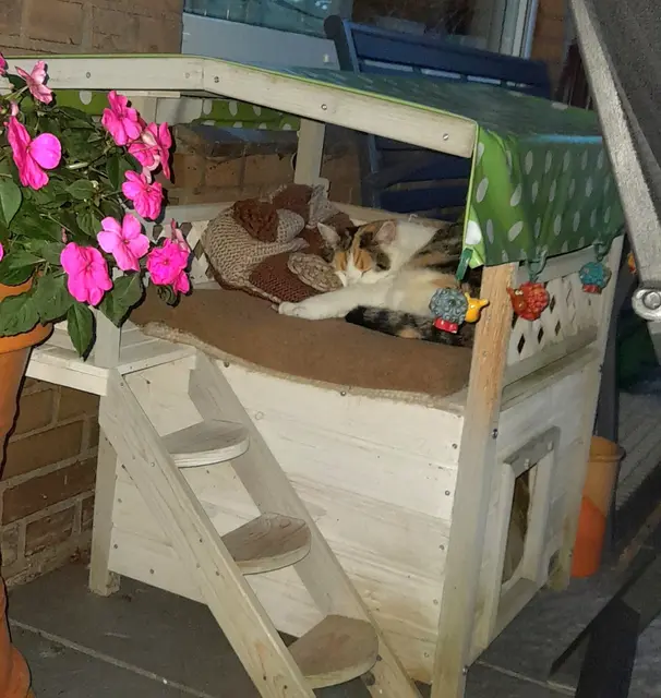 Katze Lucy, erfrischt sich bei hohen Temperaturen, immer auf der Dachterrasse ihrer Gartenvilla in Buchholz
 | Foto: Elisabeth Müller