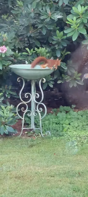 Das Eichhörnchen ist nach einem kurzen erfrischenden Schluck unterwegs zu neuen Abenteuern

 | Foto: Tabea Siebenbrodt