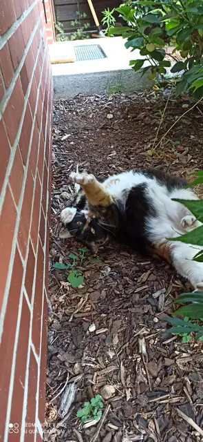Hier liegt Katze "Polly" im schattigen Vordergarten und genießt auf dem Rücken liegend den Sommer 2026 in Neu Wulmstorf | Foto: Kai Rammler