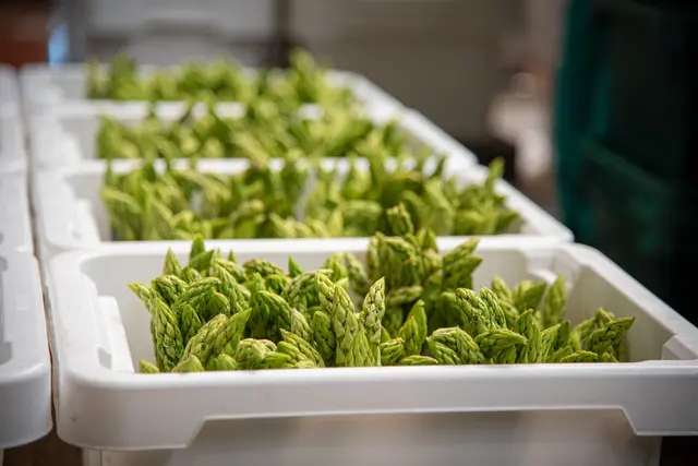 Grüner Spargel ist weiter stark gefragt – entsprechend kultivieren die Betriebe mehr Grünspargel als in früheren Jahren | Foto: Landwirtschaftskammer Niedersachsen