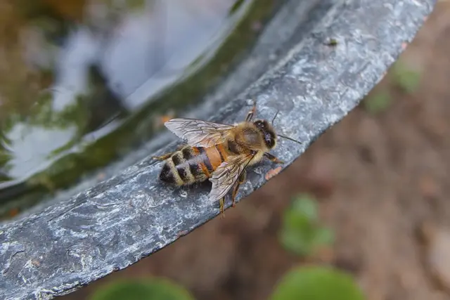 Honigbienen, Wildbienen und allerlei Insekten, sogar Igel kommen bei dieser Hitze an die Wasserschalen zum Trinken | Foto: Fotorechte MKoesterZ