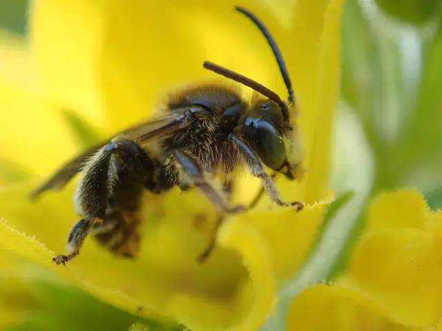Auen-Schenkelbiene im gelb blühenden Gilbweiderich | Foto: Fotorechte MKoesterZ