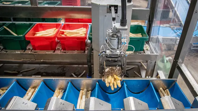 Steigende Produktionskosten beschleunigen den Trend zur Automatisierung: Das Sortieren unterschiedlicher Spargel-Qualitäten in unterschiedliche Lager-Kisten übernehmen zunehmend Roboter | Foto: Landwirtschaftskammer Niedersachsen