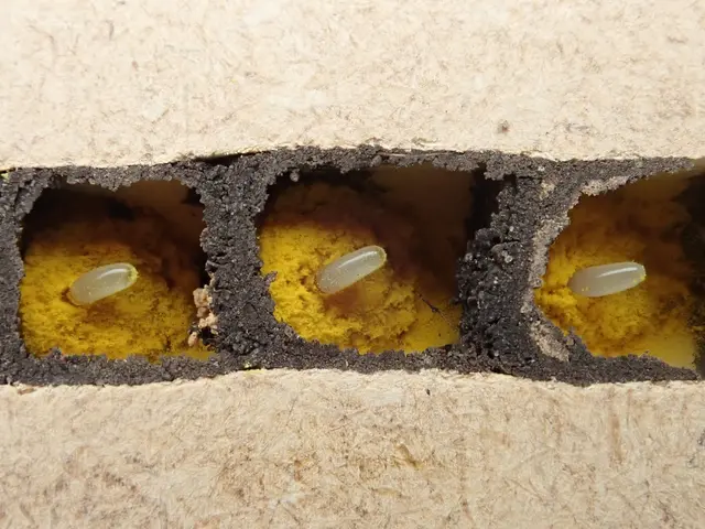In einer Brutröhre befinden sich bis zu 15 Brutzellen. Jede Brutzelle enthält Pollenvorrat und je ein Ei damit 2027 neue Wildbienen ausfliegen. | Foto: Fotorechte MKoesterZ