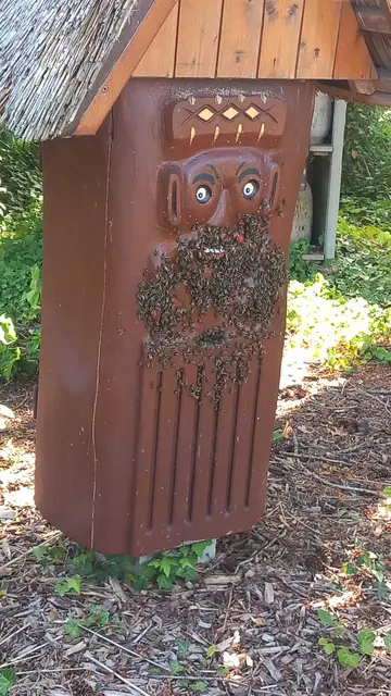Draußen formen die Bienen einen Bart am Bienenstock | Foto: Udo Dingfeld