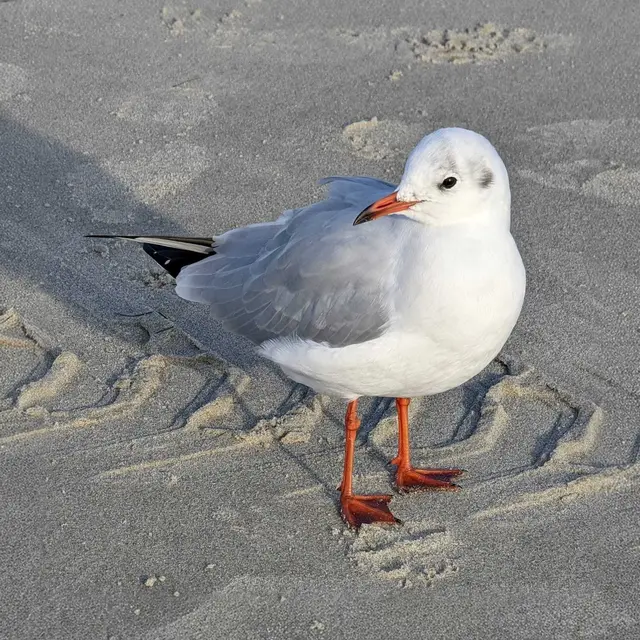 Möwe müsste man sein - ein ganzes Leben am Meer | Foto: Tobias Benecke
