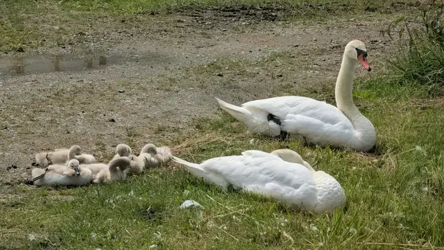 Auch Familie Schwan legt bei dieser Hitze eine Ruhepause ein. Papa Schwan passt aber gut auf, dass sich niemand nähert | Foto: jd