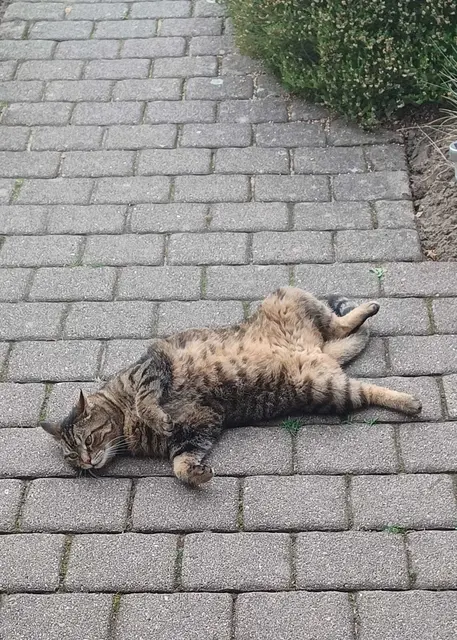 Kater Max aus Hollenstedt chillt bei der Hitze am liebsten im Schatten | Foto: Meyer