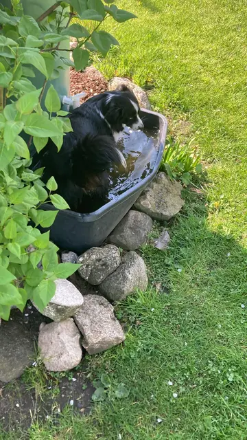 Das tut gut! Ylvie aus Wangersen hat ihren eigenen Hunde-Pool | Foto: R. Brunnert