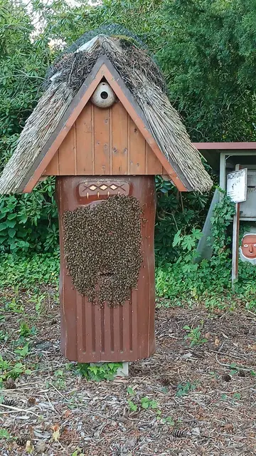 Auch den Bienen von Imker Kai Dingfeld aus Hollenstedt wird es bei den Temperaturen zu warm im Stock | Foto: Kai Dingfeld