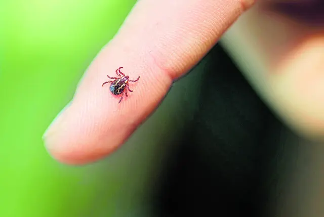 Zecken können gefährliche Krankheiten übertragen, zum Beispiel Borreliose oder FSME. 2024 wurden allein in Deutschland 11.040 Borreliose-Fälle gemeldet | Foto: Ergo Group