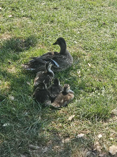 Die Entenfamilie macht es sich im Schatten in Buchholz gemütlich | Foto: Tobias Benecke